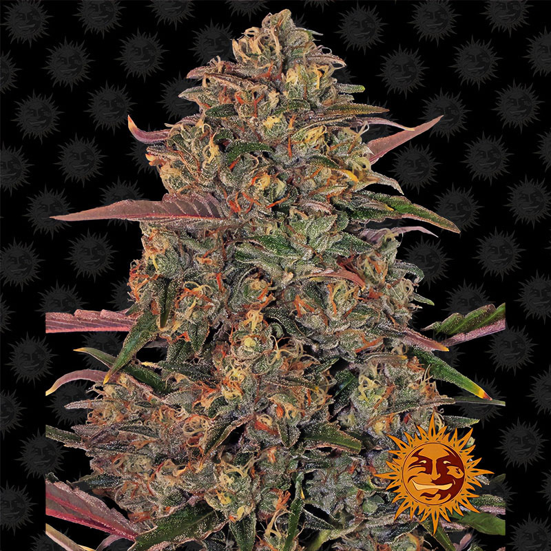 Pineapple Chunk - Barney's Farm - feminisierte Samen