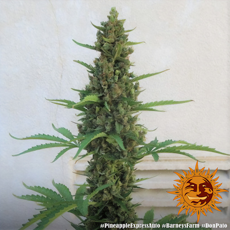 Pineapple Express Auto autoflowering Cannabissamen, Ansicht 2