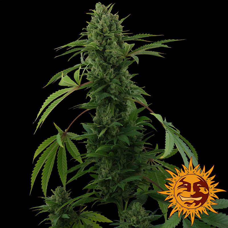 Pineapple Express Auto autoflowering Cannabissamen, Ansicht 3