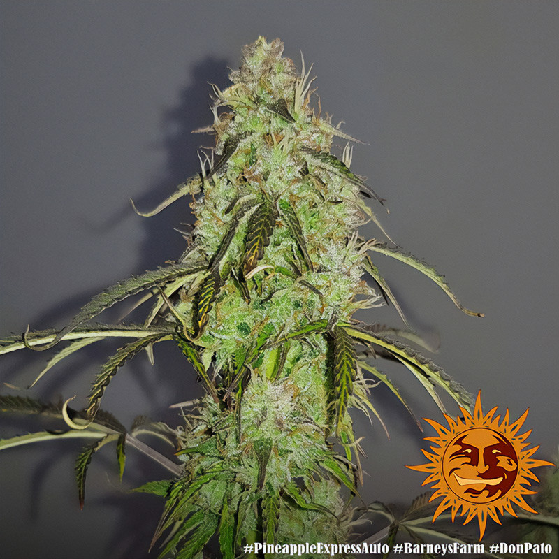 Pineapple Express Auto autoflowering Cannabissamen, Ansicht 4