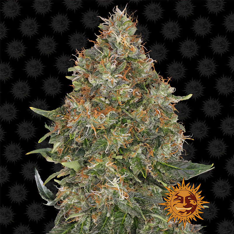 Pineapple Express Auto - Barney's Farm - Autoflowering Samen