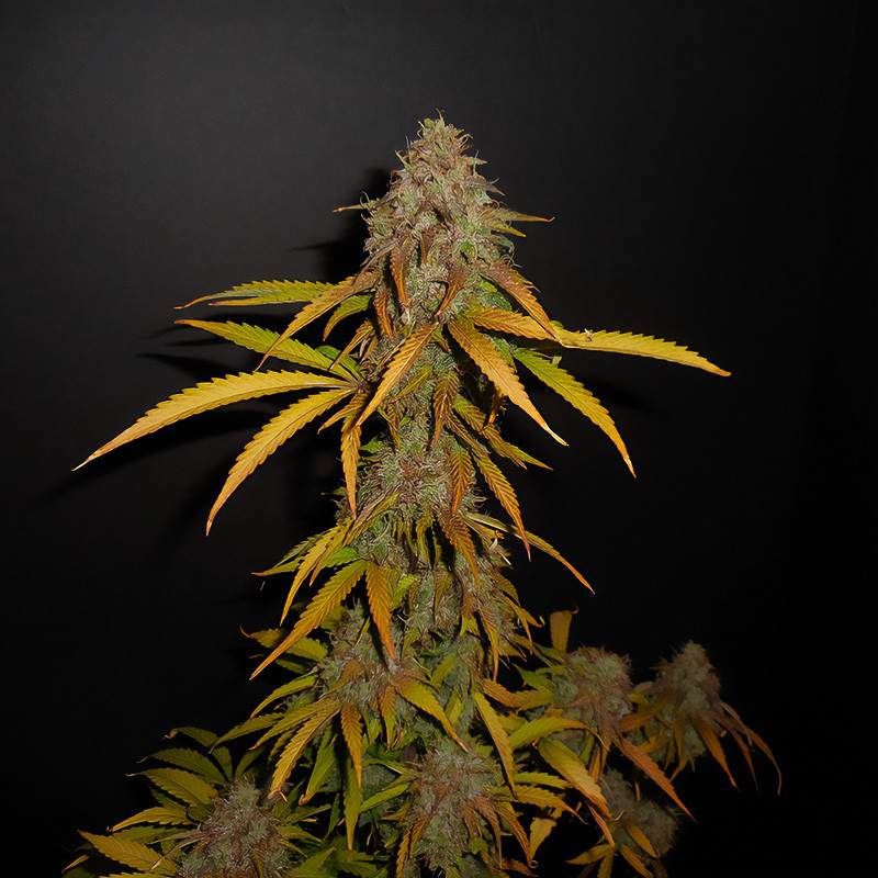Pineapple Express Auto autoflowering Cannabissamen, Ansicht 3