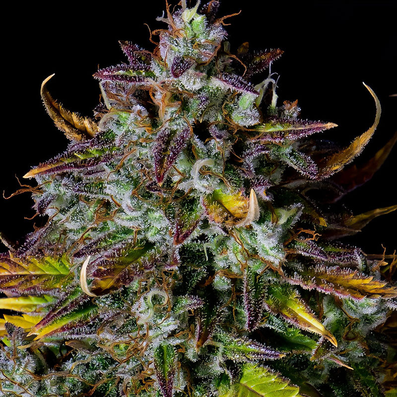 Pineapple Express Auto autoflowering Cannabissamen, Ansicht 4