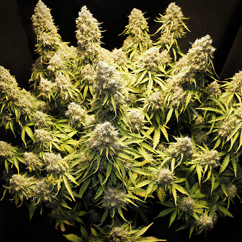 Pineapple Express Auto autoflowering Cannabissamen, Ansicht 5
