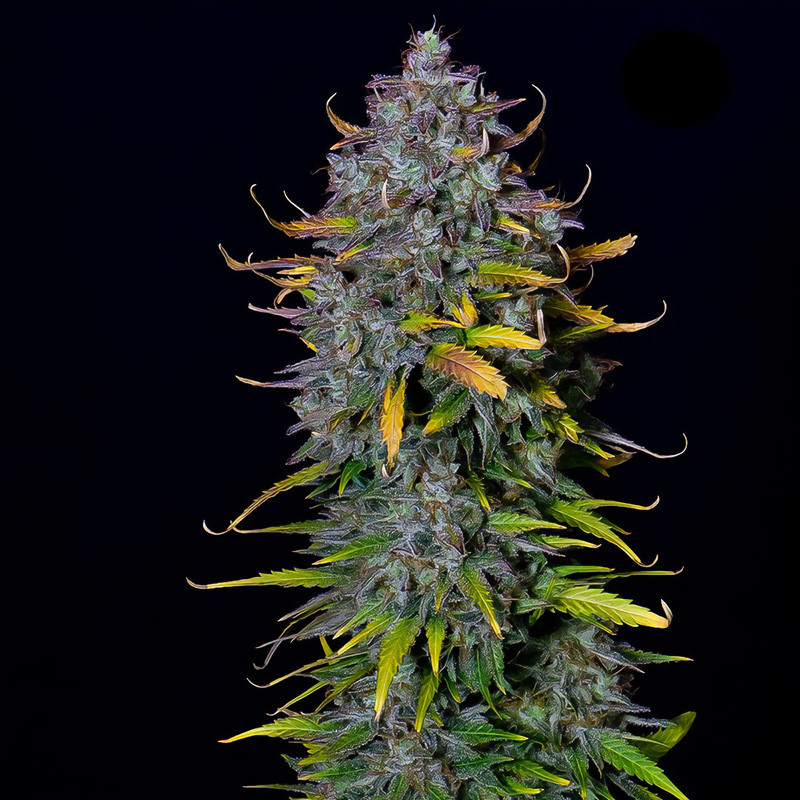 Pineapple Express Auto - FastBuds - Autoflowering Samen