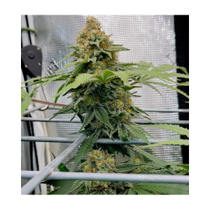 Pineapple Express feminisierte Cannabissamen kaufen