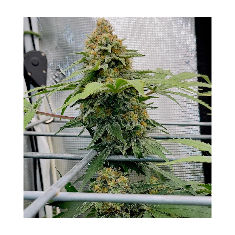 Pineapple Express feminisierte Cannabissamen kaufen