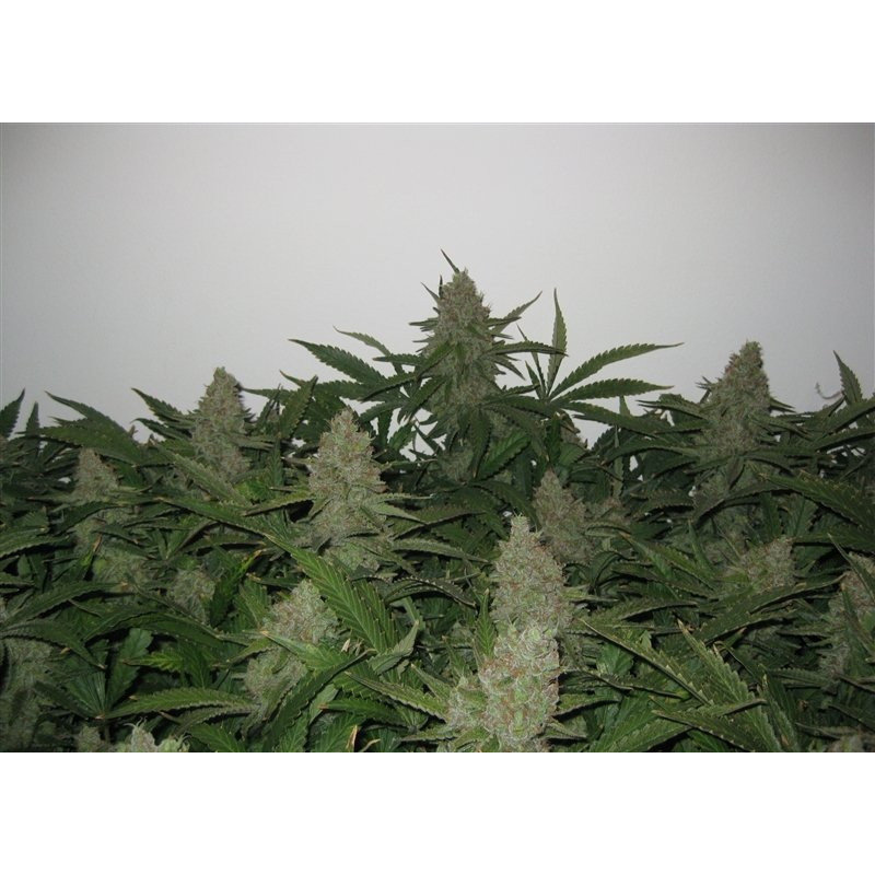 Pineapple Express feminisierte Cannabissamen, Ansicht 2