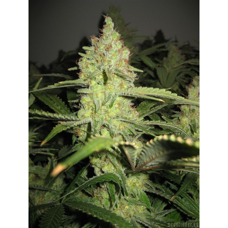 Pineapple Express feminisierte Cannabissamen, Ansicht 3