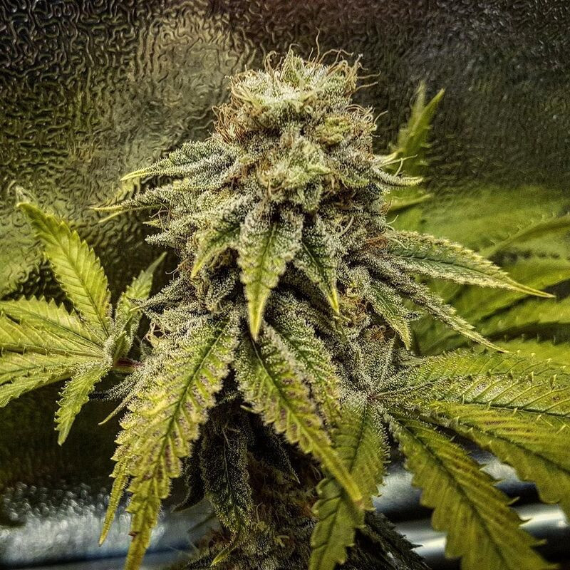 Pineapple Express feminisierte Cannabissamen, Ansicht 4