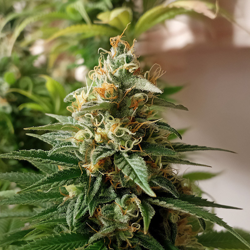 Pineapple Kush feminisierte Cannabissamen, Ansicht 3