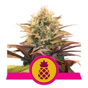 Pineapple Kush - Royal Queen Seeds - feminisierte Samen
