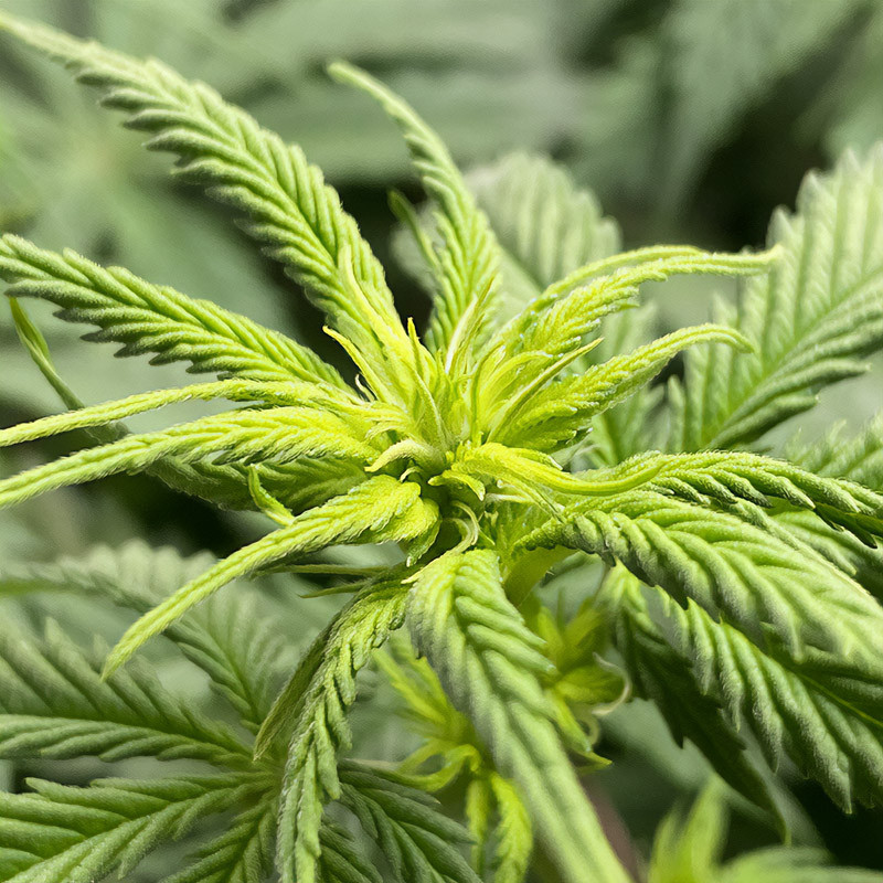 Pineapple Kush feminisierte Cannabissamen, Ansicht 4
