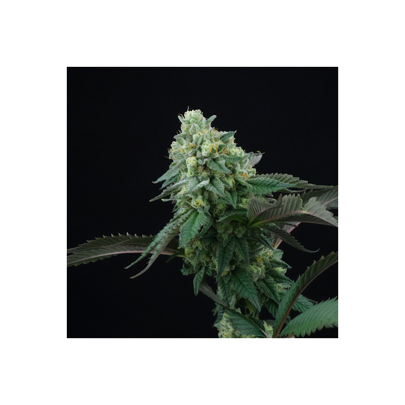 Pink Gasoline feminisierte Cannabissamen, Ansicht 2