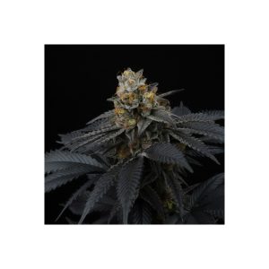 Pink Gasoline - Perfect Tree - feminisierte Samen