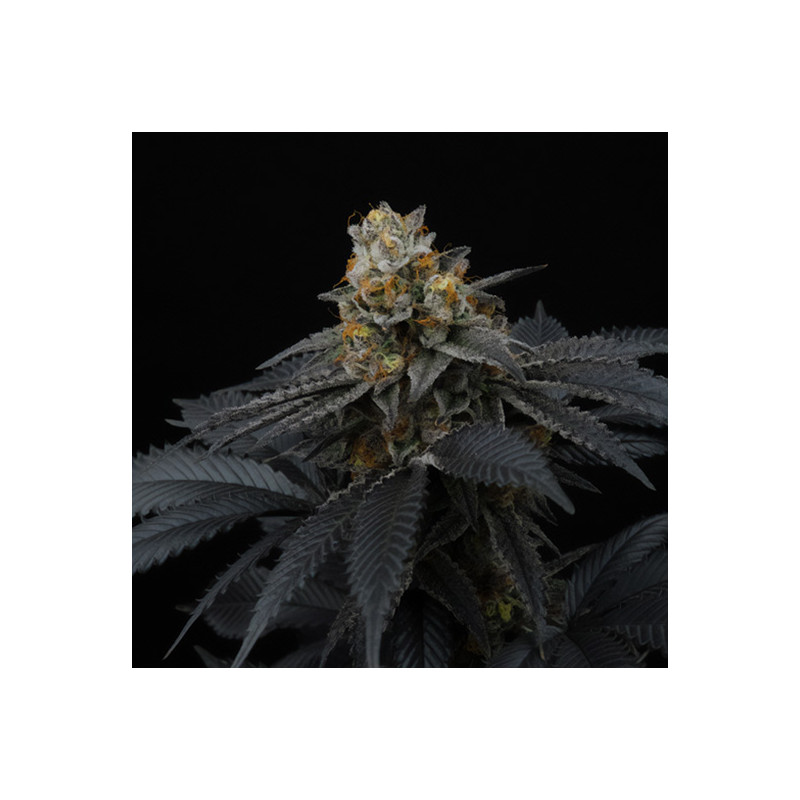 Pink Gasoline - Perfect Tree - feminisierte Samen