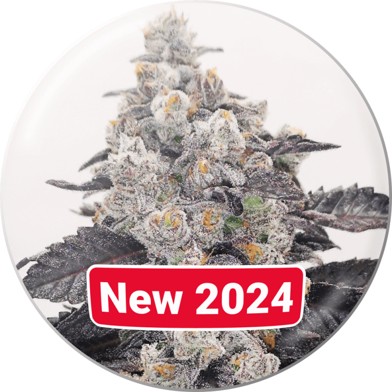 Pink Sherbert Medical Seeds feminisierte Cannabissamen, Ansicht 2