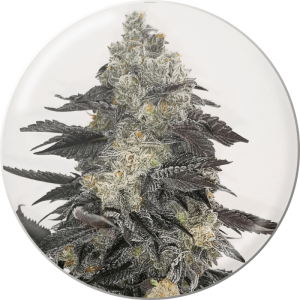 Pink Sherbert - Medical Seeds - feminisierte Samen