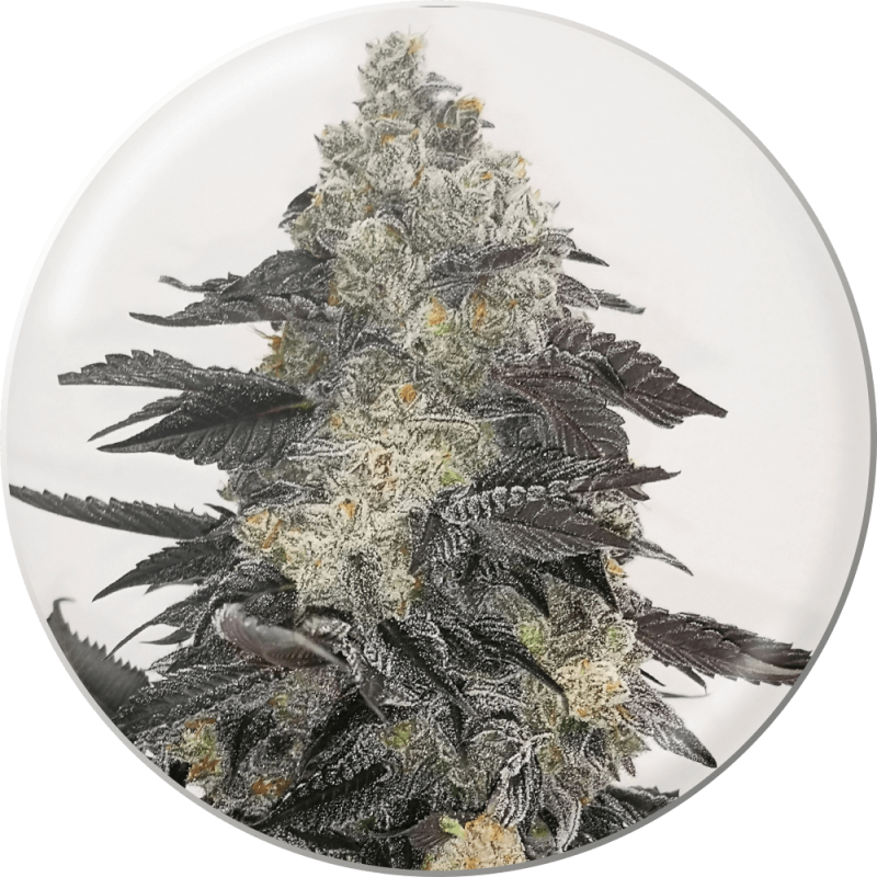 Pink Sherbert - Medical Seeds - feminisierte Samen