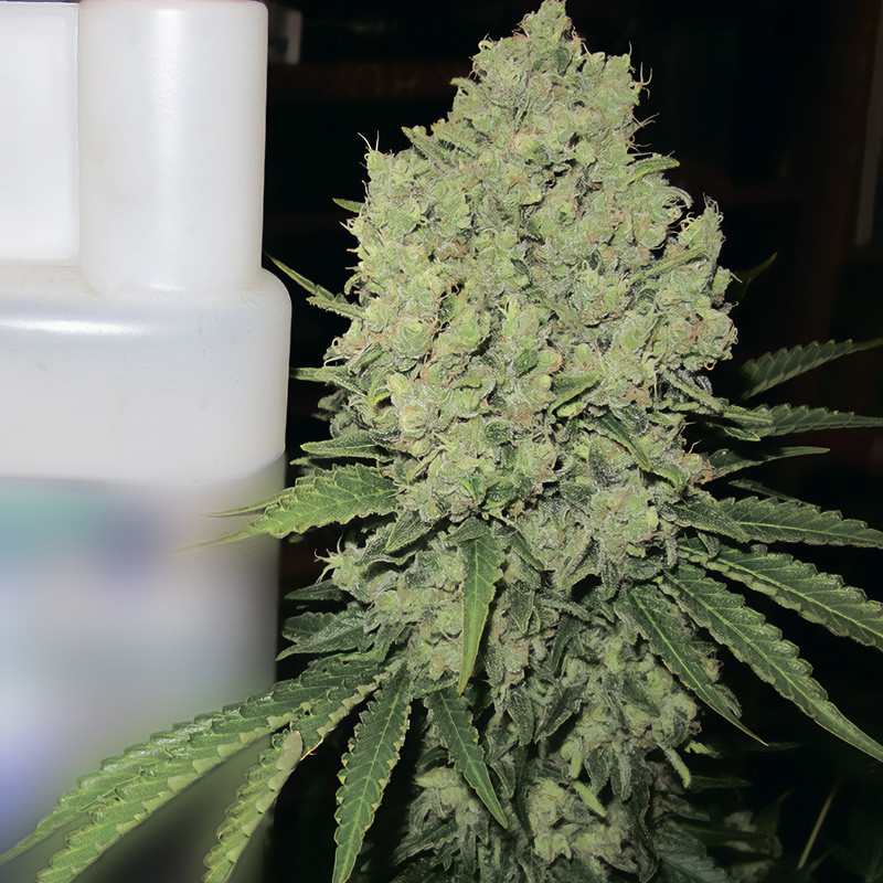 Prozack Medical Seeds feminisierte Cannabissamen, Ansicht 2