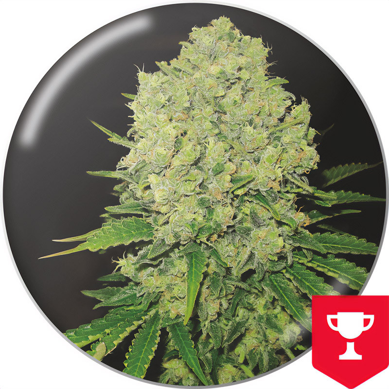 Prozack - Medical Seeds - feminisierte Samen