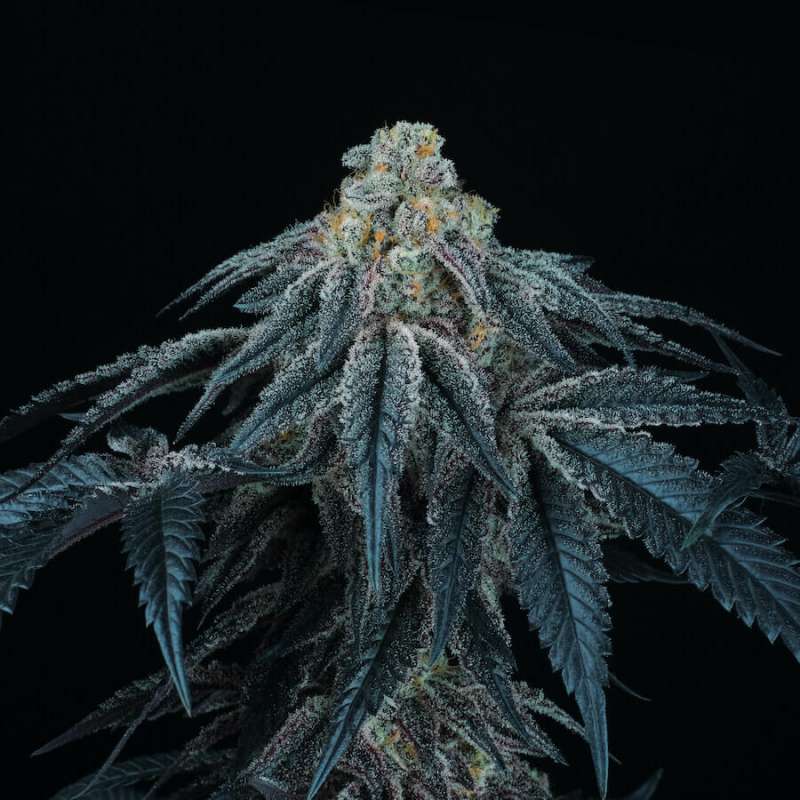Puff Mints - Perfect Tree - feminisierte Samen