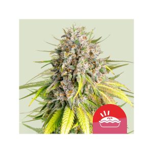 Punch Pie - Royal Queen Seeds - feminisierte Samen