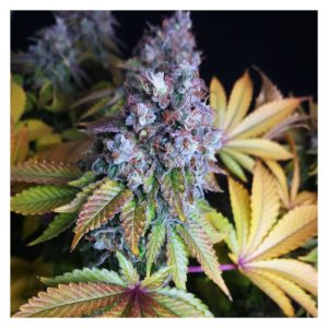 Purple Cookie Kush - Sensi Seeds - feminisierte Samen