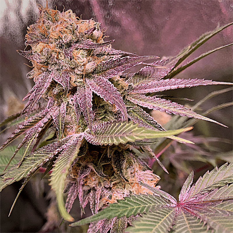 Purple Haze feminisierte Cannabissamen, Ansicht 2