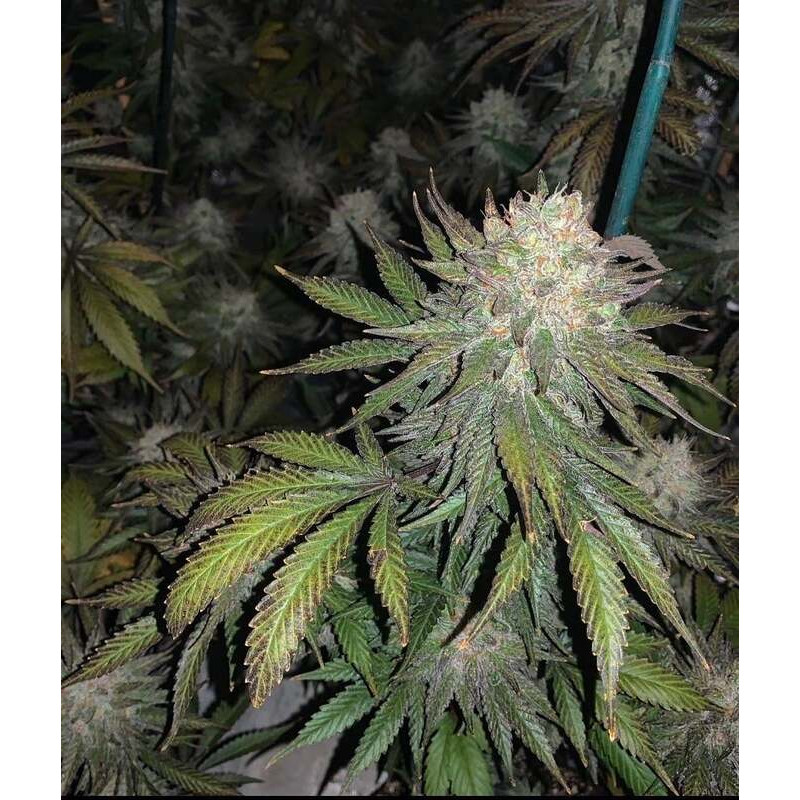 Purple Kush feminisierte Cannabissamen kaufen
