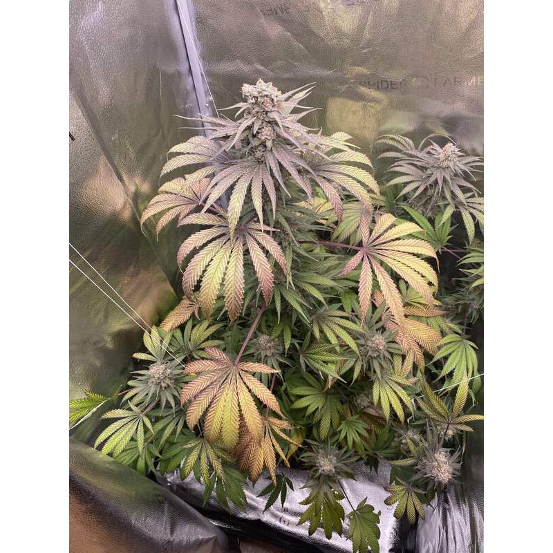 Purple Kush feminisierte Cannabissamen, Ansicht 2