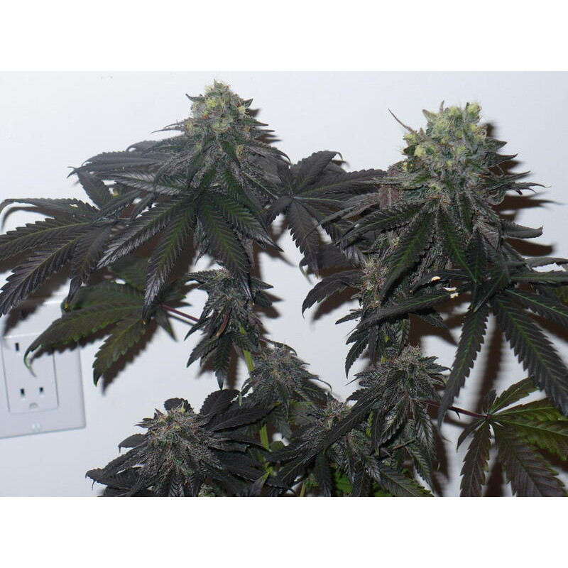 Purple Kush feminisierte Cannabissamen, Ansicht 3