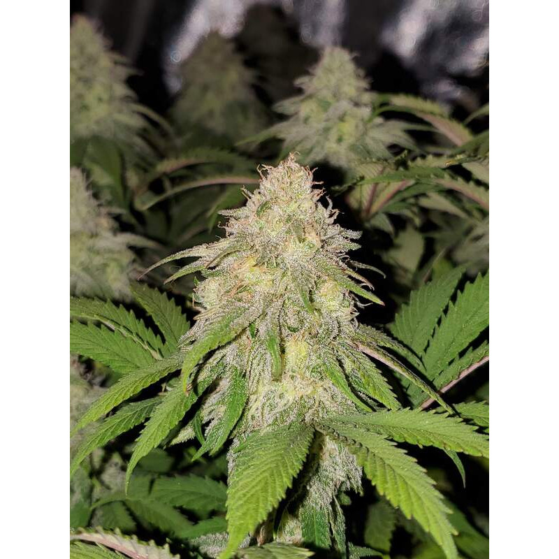 Purple Kush feminisierte Cannabissamen, Ansicht 4