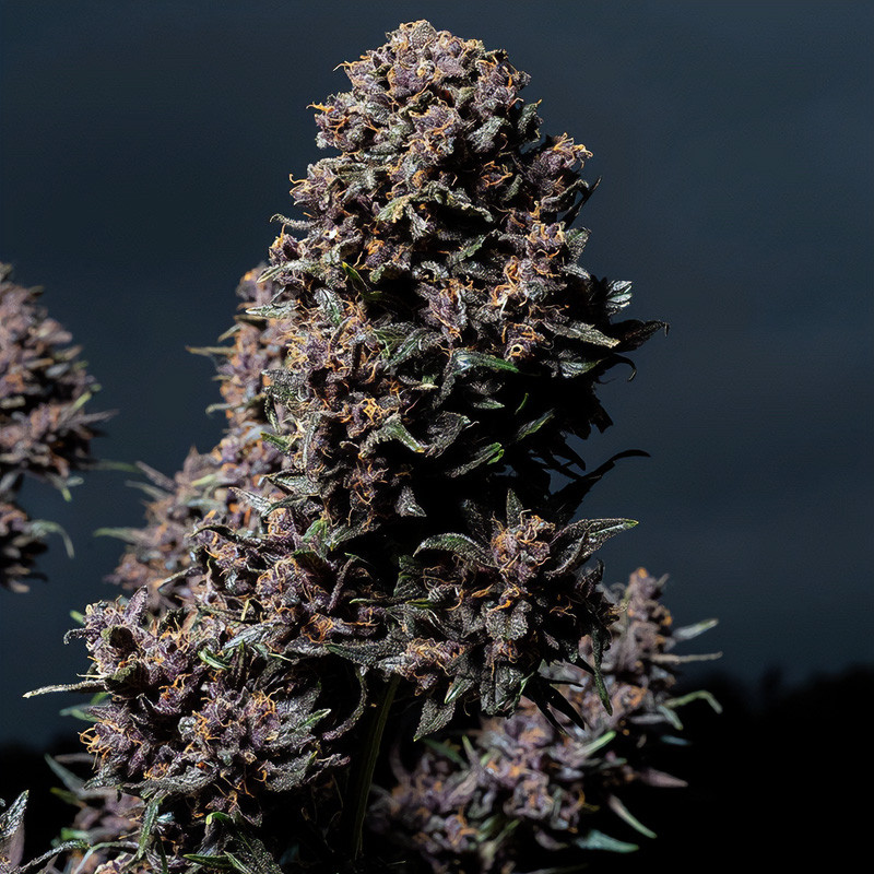 Purple Lemonade Auto autoflowering Cannabissamen, Ansicht 3