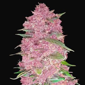 Purple Lemonade Auto - FastBuds - Autoflowering Samen