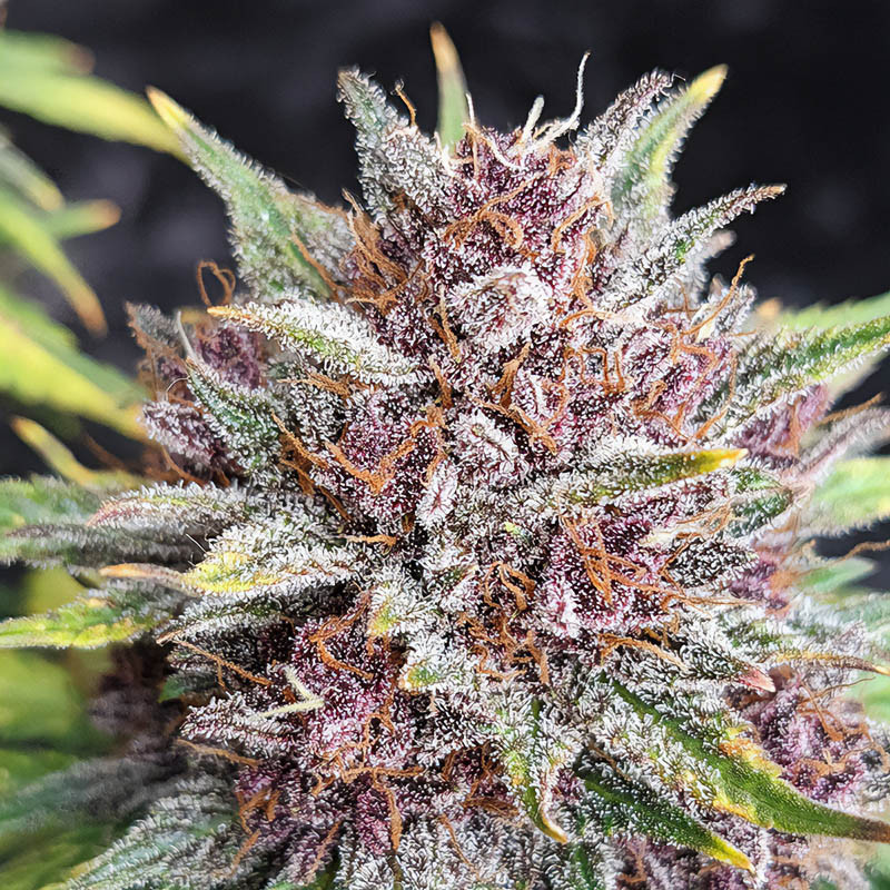 Purple Lemonade Auto autoflowering Cannabissamen, Ansicht 4
