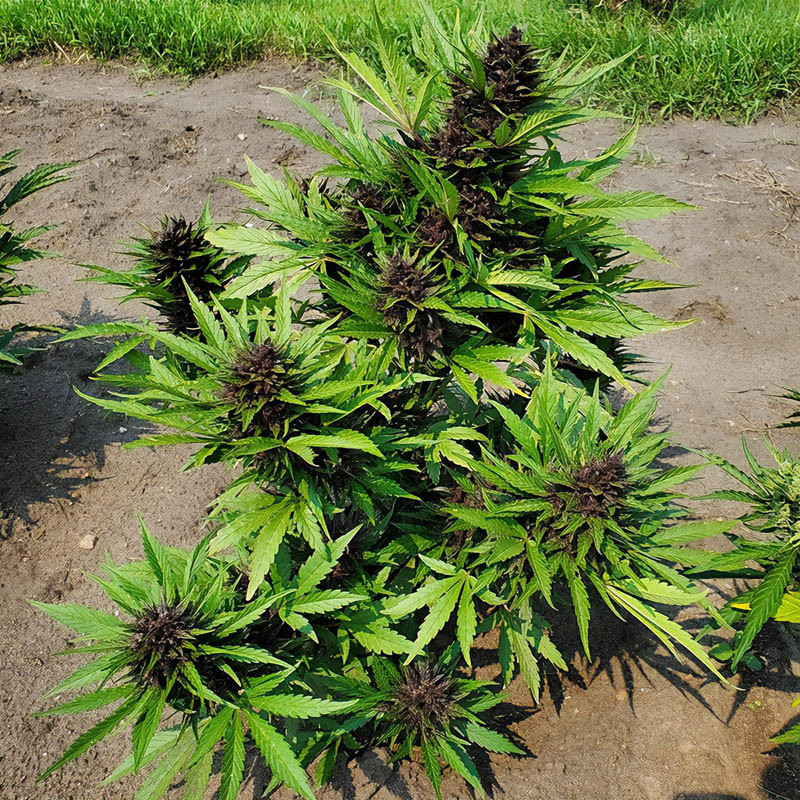 Purple Lemonade Auto autoflowering Cannabissamen, Ansicht 5