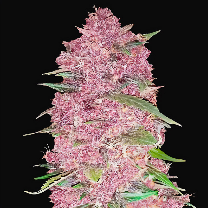 Purple Lemonade Auto - FastBuds - Autoflowering Samen