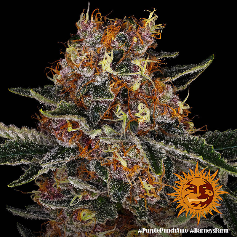 Purple Punch Auto autoflowering Cannabissamen, Ansicht 2