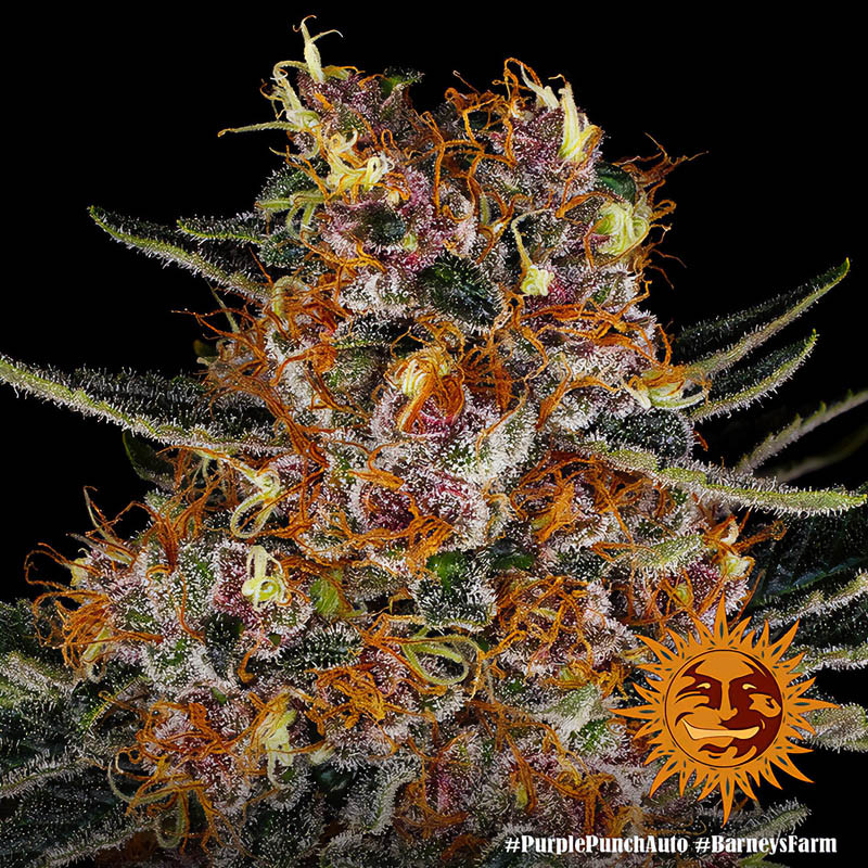 Purple Punch Auto autoflowering Cannabissamen, Ansicht 3