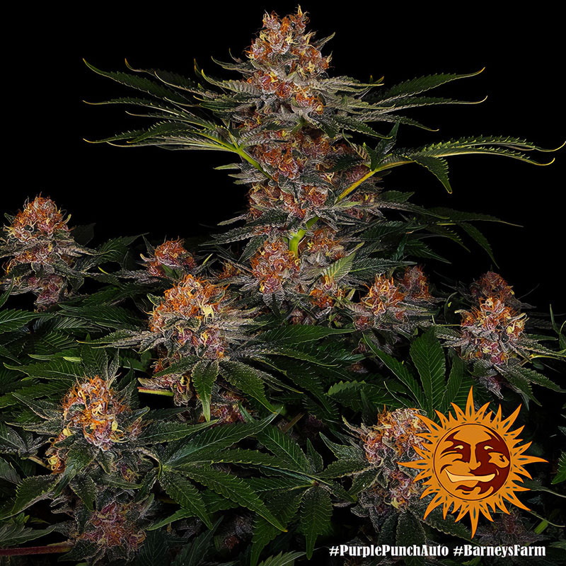 Purple Punch Auto autoflowering Cannabissamen, Ansicht 4