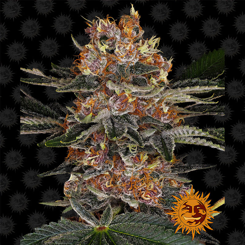 Purple Punch Auto - Barney's Farm - Autoflowering Samen