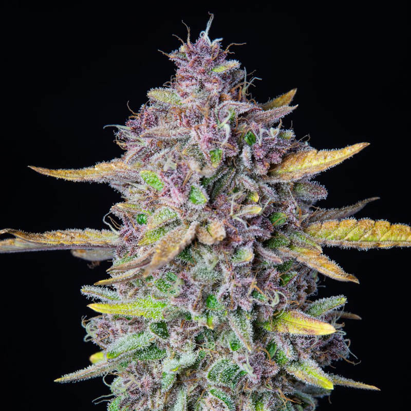 Purple Punch Auto autoflowering Cannabissamen, Ansicht 2