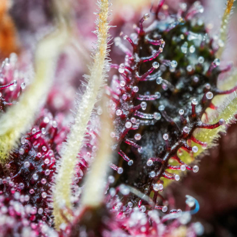 Purple Punch Auto autoflowering Cannabissamen, Ansicht 3