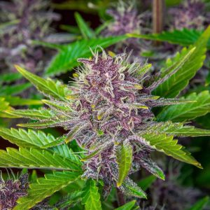Purple Punch Auto - FastBuds - Autoflowering Samen