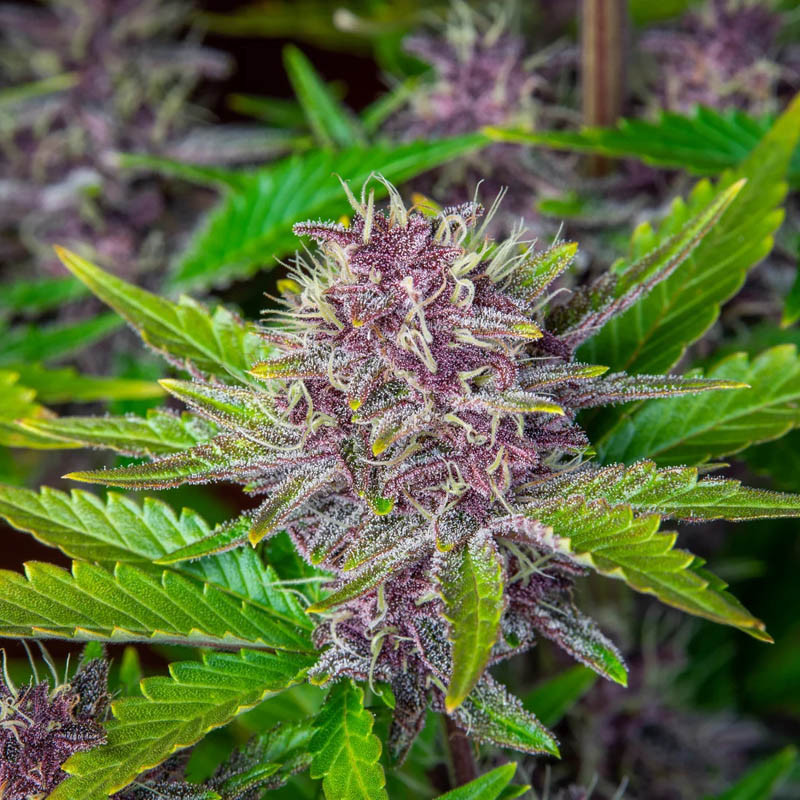 Purple Punch Auto - FastBuds - Autoflowering Samen