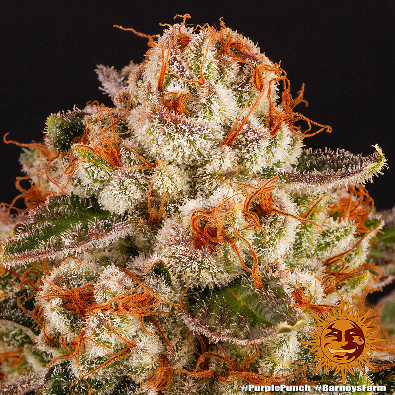 Purple Punch feminisierte Cannabissamen, Ansicht 2