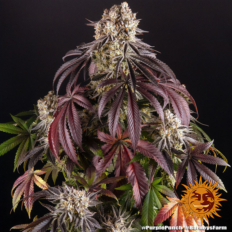Purple Punch feminisierte Cannabissamen, Ansicht 3