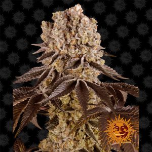 Purple Punch - Barney's Farm - feminisierte Samen