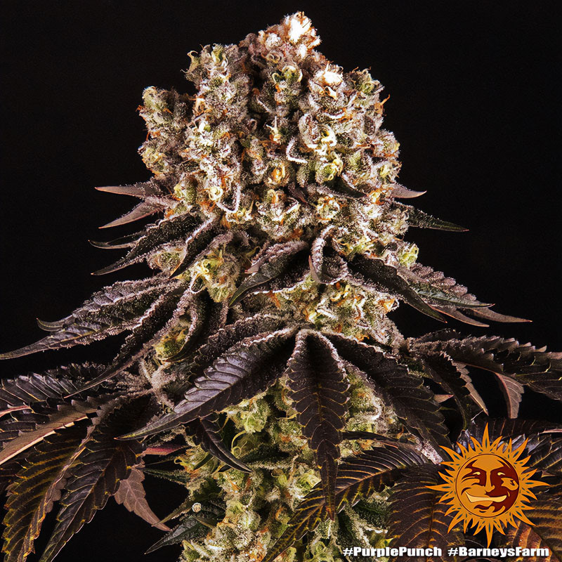 Purple Punch feminisierte Cannabissamen, Ansicht 4